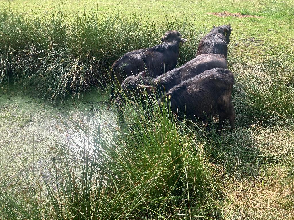 Opgave voor een halve Waterbuffel kalfsvlees weer open, Diversen, Levensmiddelen, Ophalen