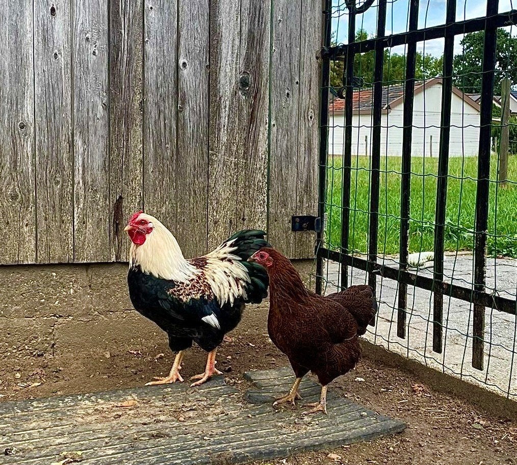 wyandotte kriel haan en hen, Dieren en Toebehoren, Pluimvee, Meerdere dieren, Kip