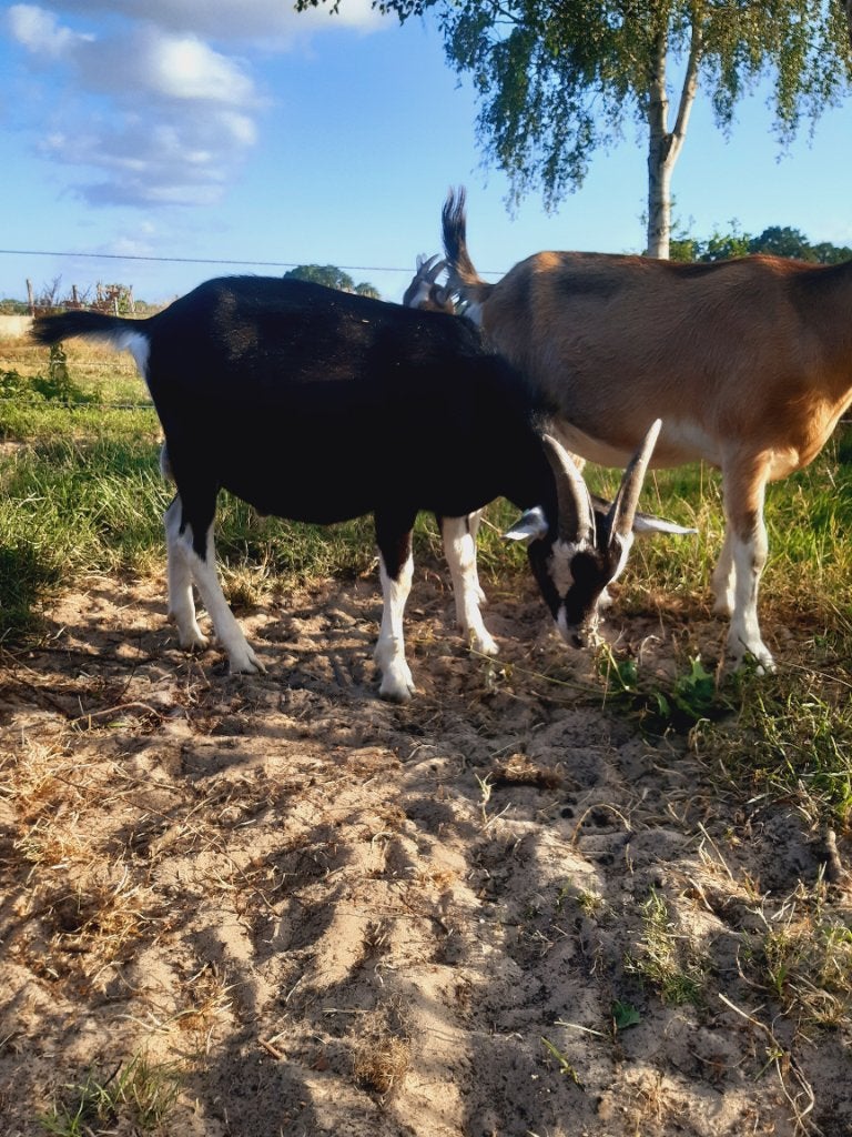 Toggenburger dekbokje zwart, Dieren en Toebehoren, Schapen, Geiten en Varkens, Geit, Mannelijk, 0 tot 2 jaar
