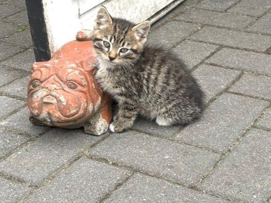 Te koop boerderij katjes, Meerdere dieren