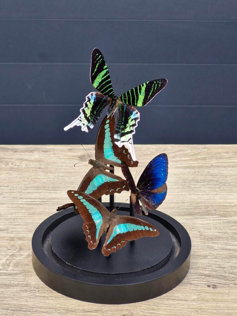 Opgezette vlinders,  stolp,  taxidermie, Ophalen of Verzenden, Nieuw, Insect, Opgezet dier