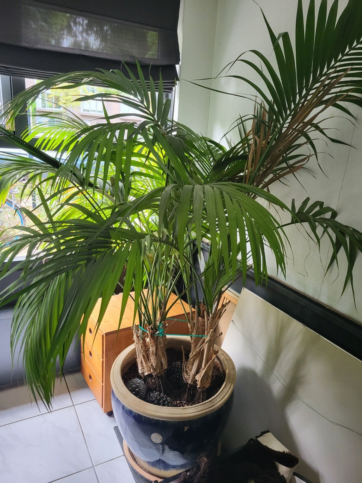 Grote Palm in Pot - 185cm hoog, Huis en Inrichting, Kamerplanten, Ophalen