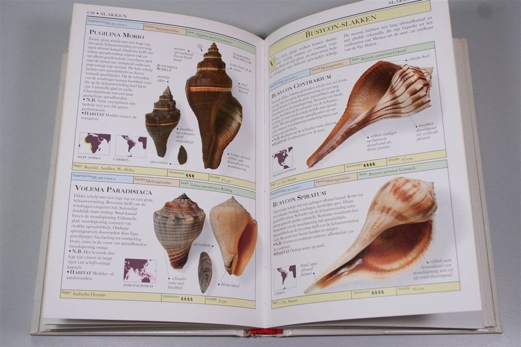 Schelpen — Sesam Natuur Handboek, Ophalen of Verzenden, Schelp(en)