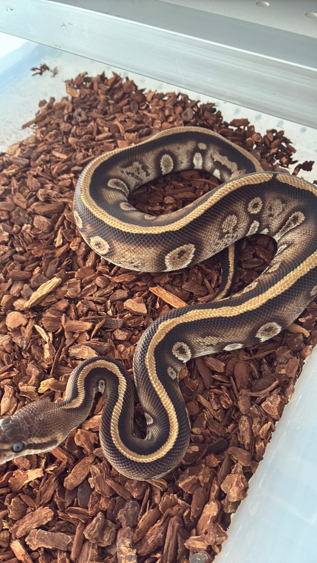 Ball Python regius Ball Python photo 2