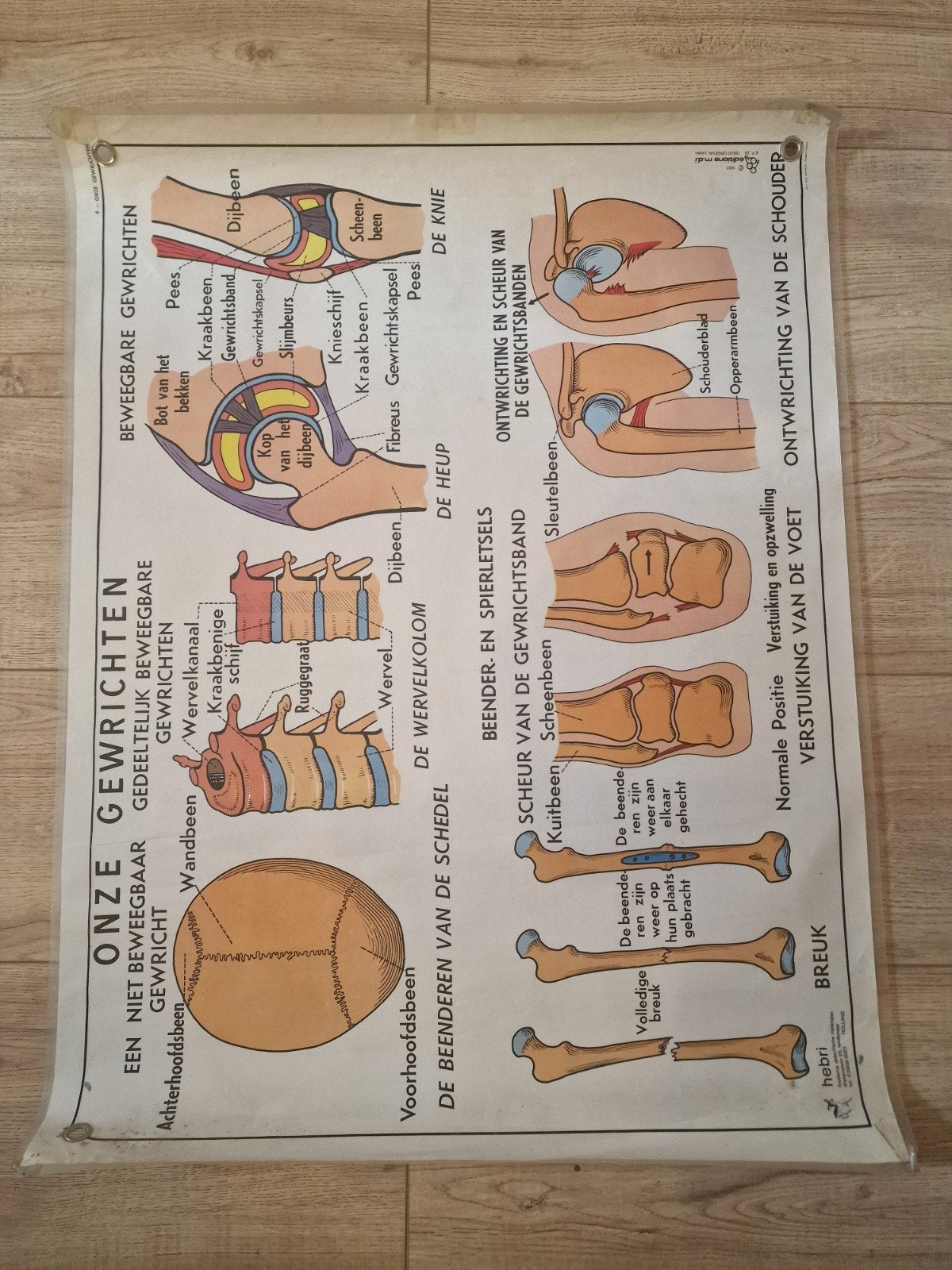 Vintage schoolkaart skelet en  gewrichten, Hobby en Vrije tijd, Scrapbooking, Ophalen of Verzenden