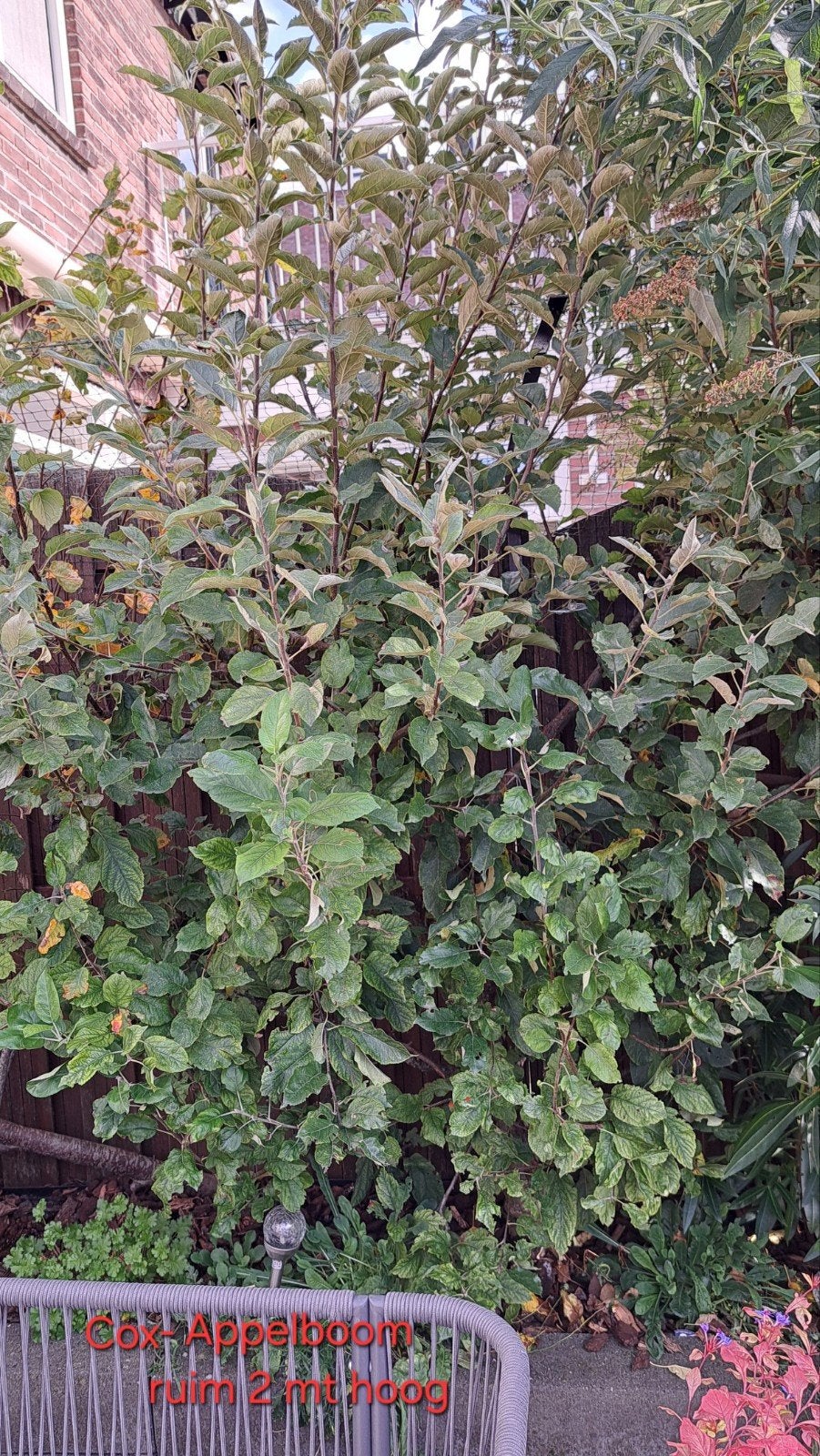 Wie heeft er interesse in 'n gratis gezonde appel(taart)boom, Overige soorten, 100 tot 250 cm, Zomer, Ophalen