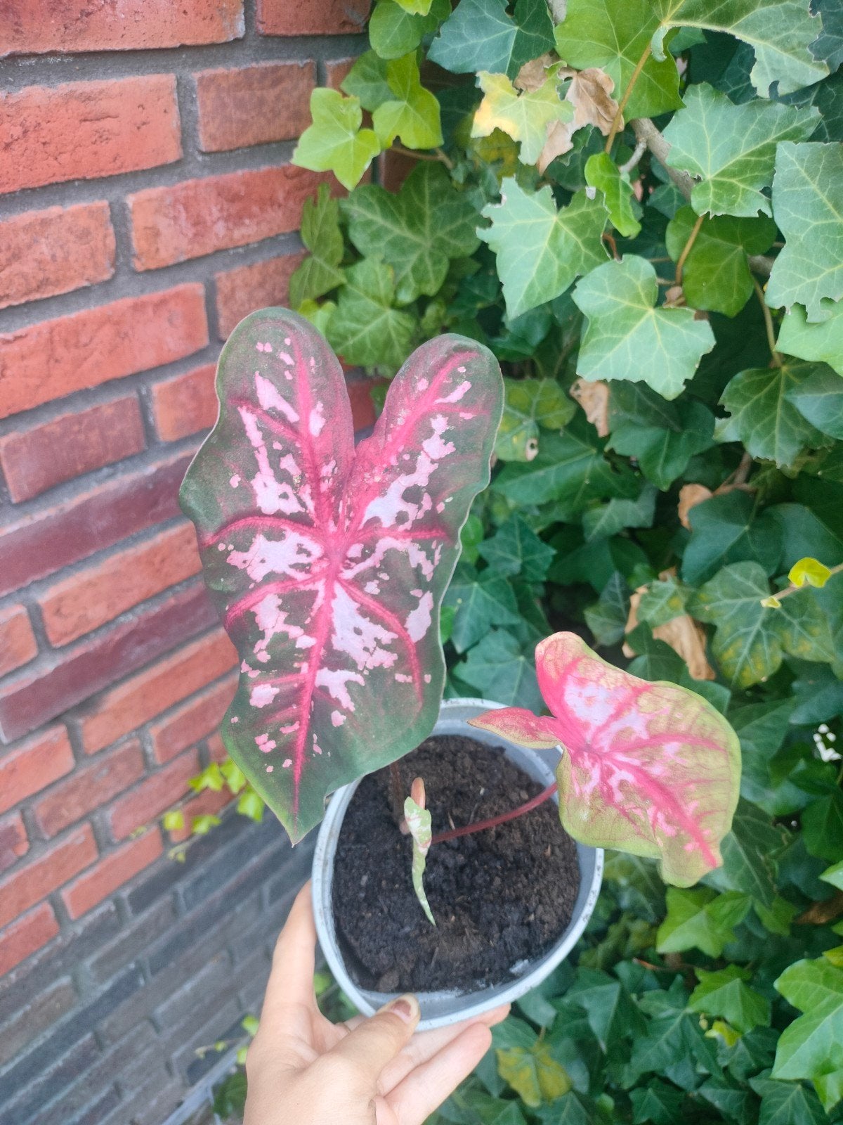 Caladium Pink, Ophalen of Verzenden, Overige soorten, Minder dan 100 cm