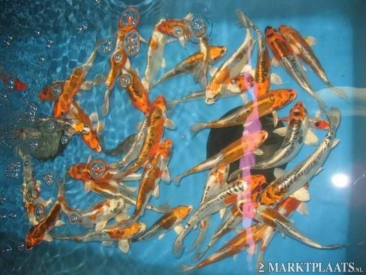 Import HQ Butterfly koi / Vlinderkoi 30 / 40 cm Koidreams, Dieren en Toebehoren, Karper of Koi