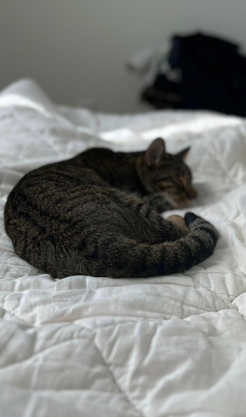 Poes zoekt een nieuw huisje, Poes, Kortharig, 3 tot 5 jaar
