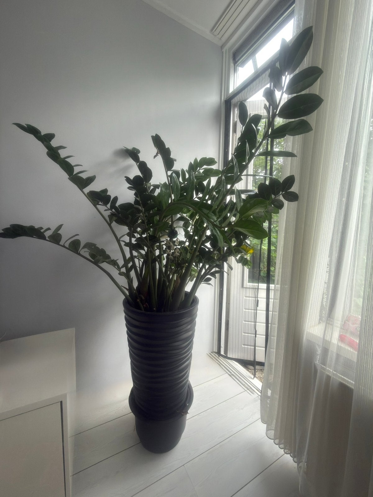 Grote ZZ-plant (Zamioculcas), Huis en Inrichting, Kamerplanten, Ophalen, Halfschaduw