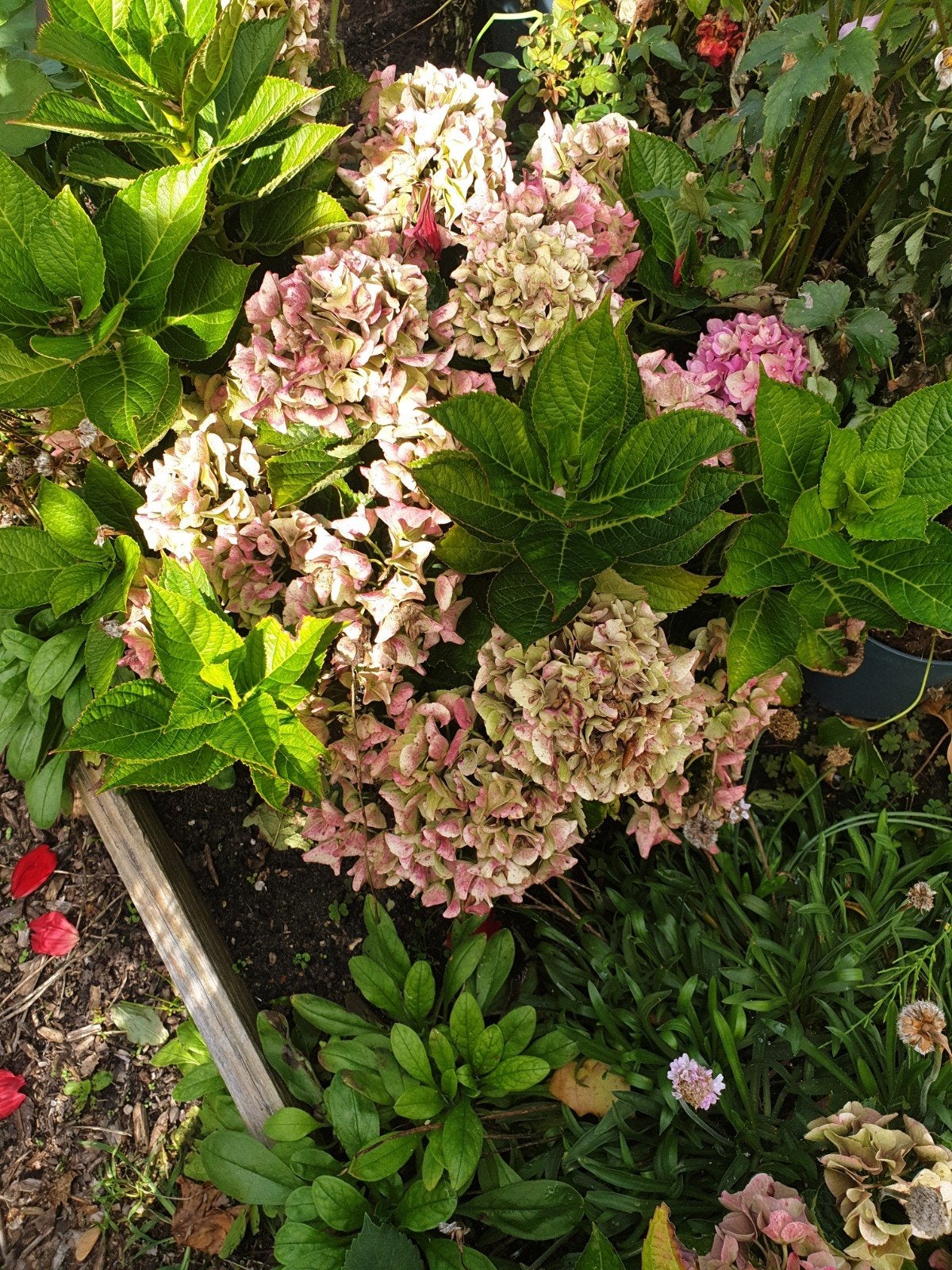 hortensia, Tuin en Terras, Ophalen, Overige soorten, Halfschaduw