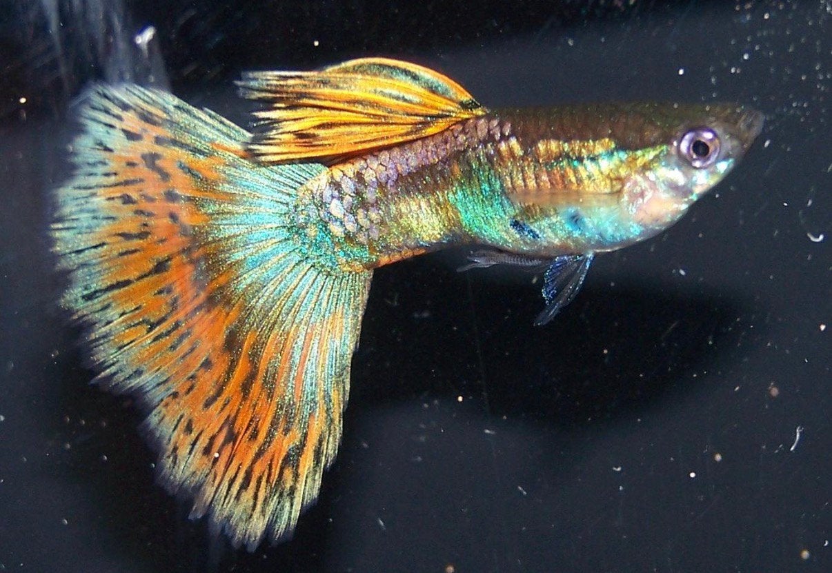 Galaxy Blonde Multicolor Tail  – Zuivere Lijn – Vanaf €2,50, Dieren en Toebehoren, Vis
