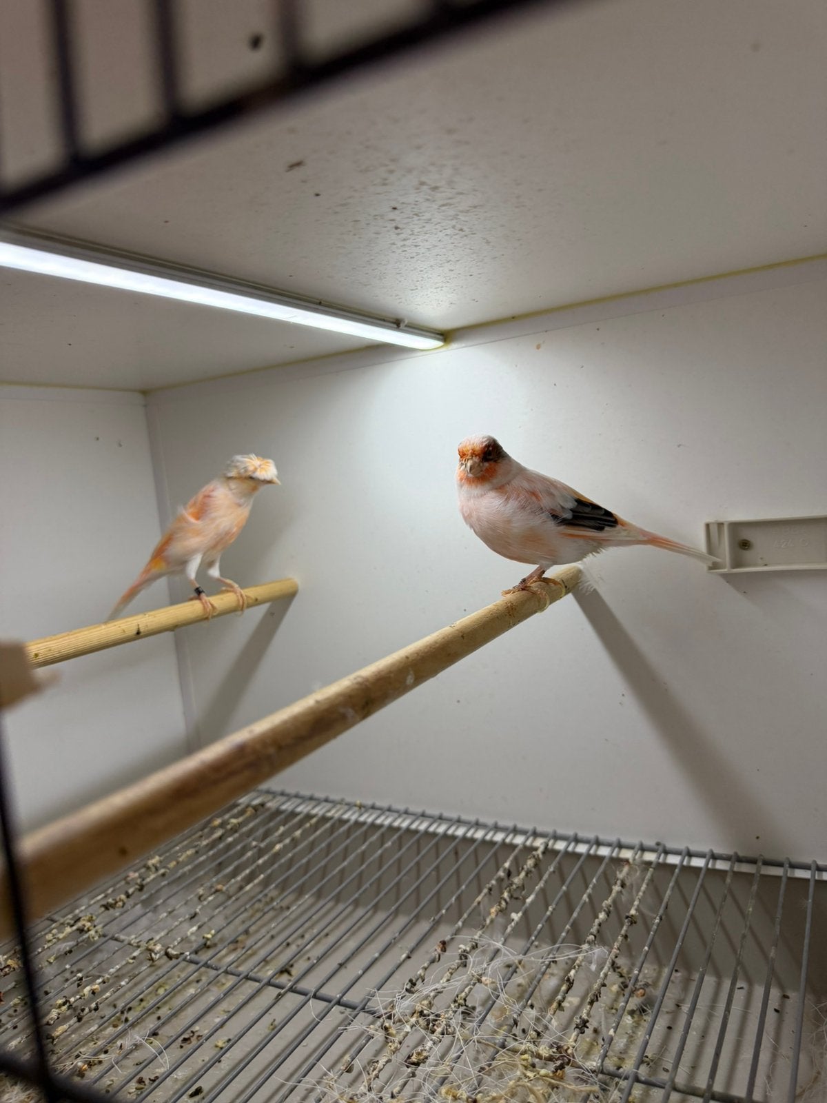 Harlekijn kanaries, Dieren en Toebehoren, Meerdere dieren, Kleurkanarie