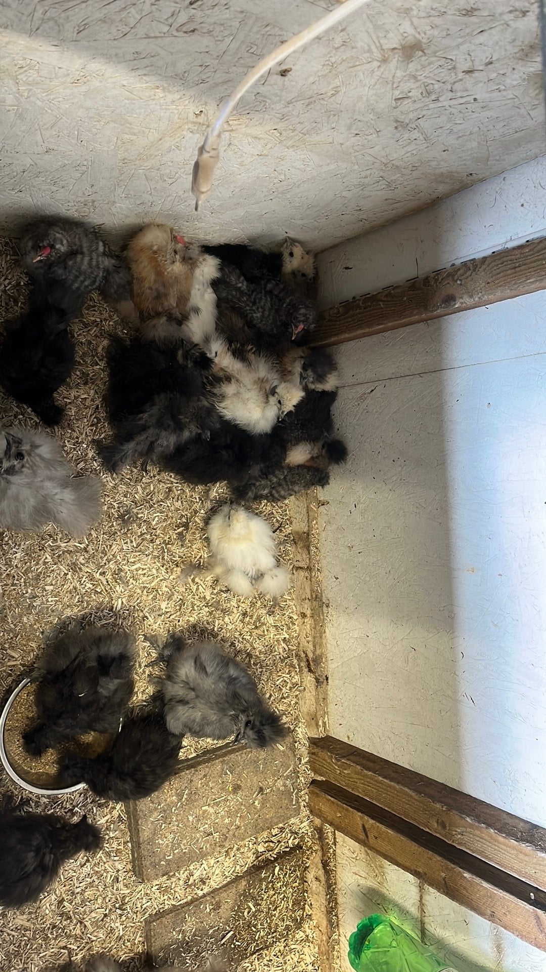Zijdehoender kuikentjes, Dieren en Toebehoren, Geslacht onbekend, Kip