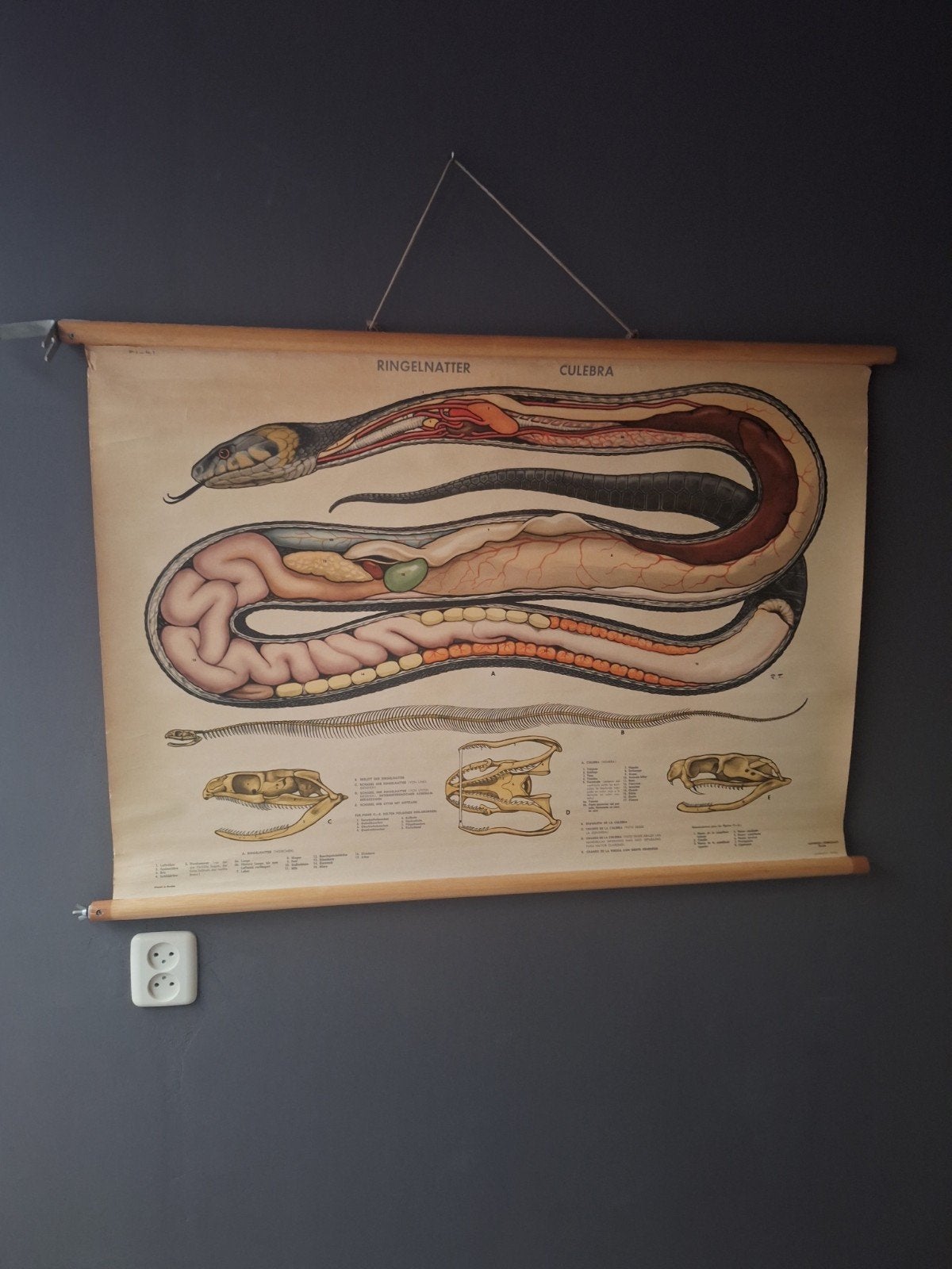 Vintage Biologie Schoolplaat: Anatomie van een Ringelslang, Antiek en Kunst, Ophalen of Verzenden