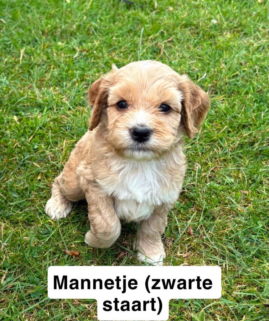 Amerikaanse Cockapoo pups, Dieren en Toebehoren, Parvo, Overige rassen, 8 tot 15 weken, Meerdere
