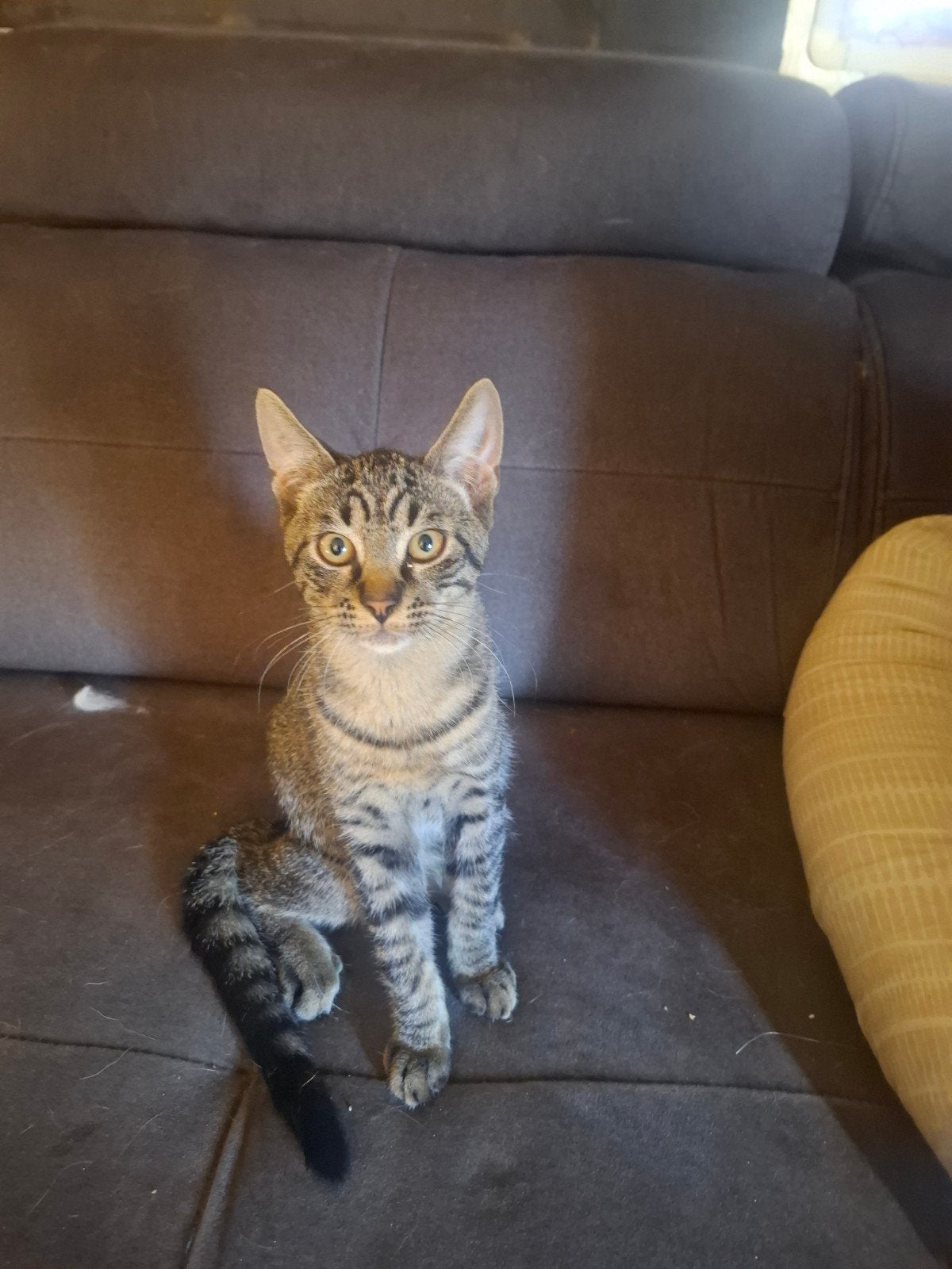mooie kittens, Kater, Kortharig