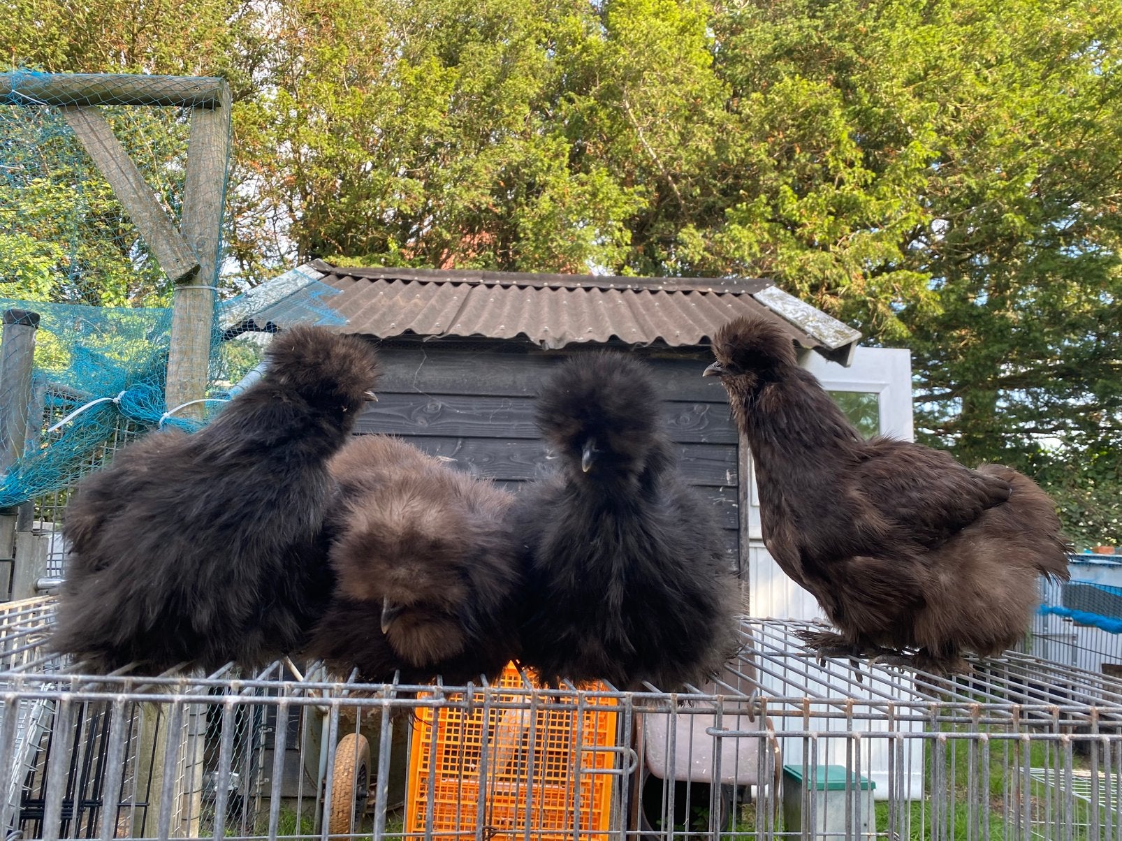 Jonge hennen zijdehoen groot, Dieren en Toebehoren, Vrouwelijk, Kip