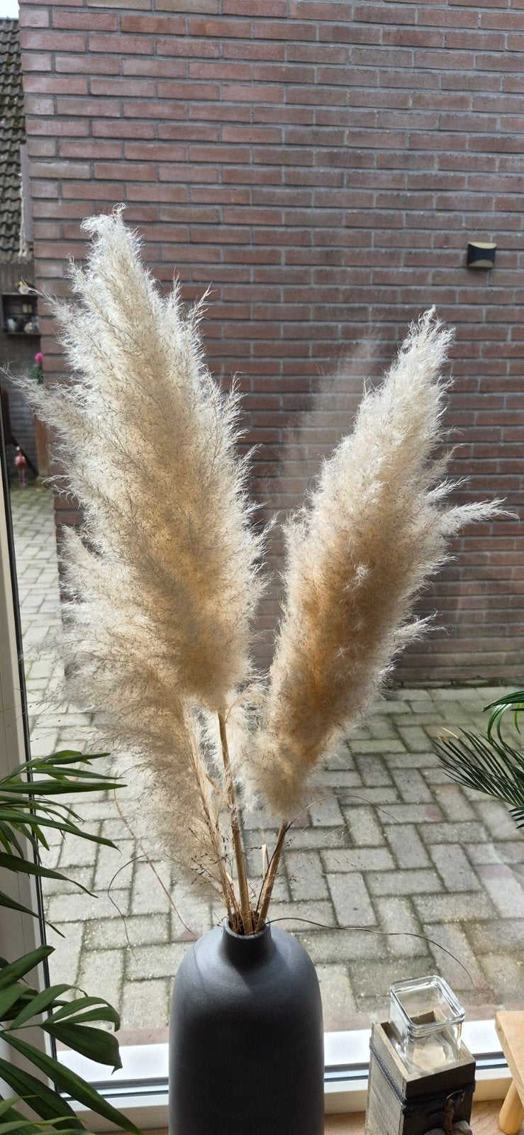 Grote pluimen pampasgras - Cortaderia selloana, Ophalen of Verzenden