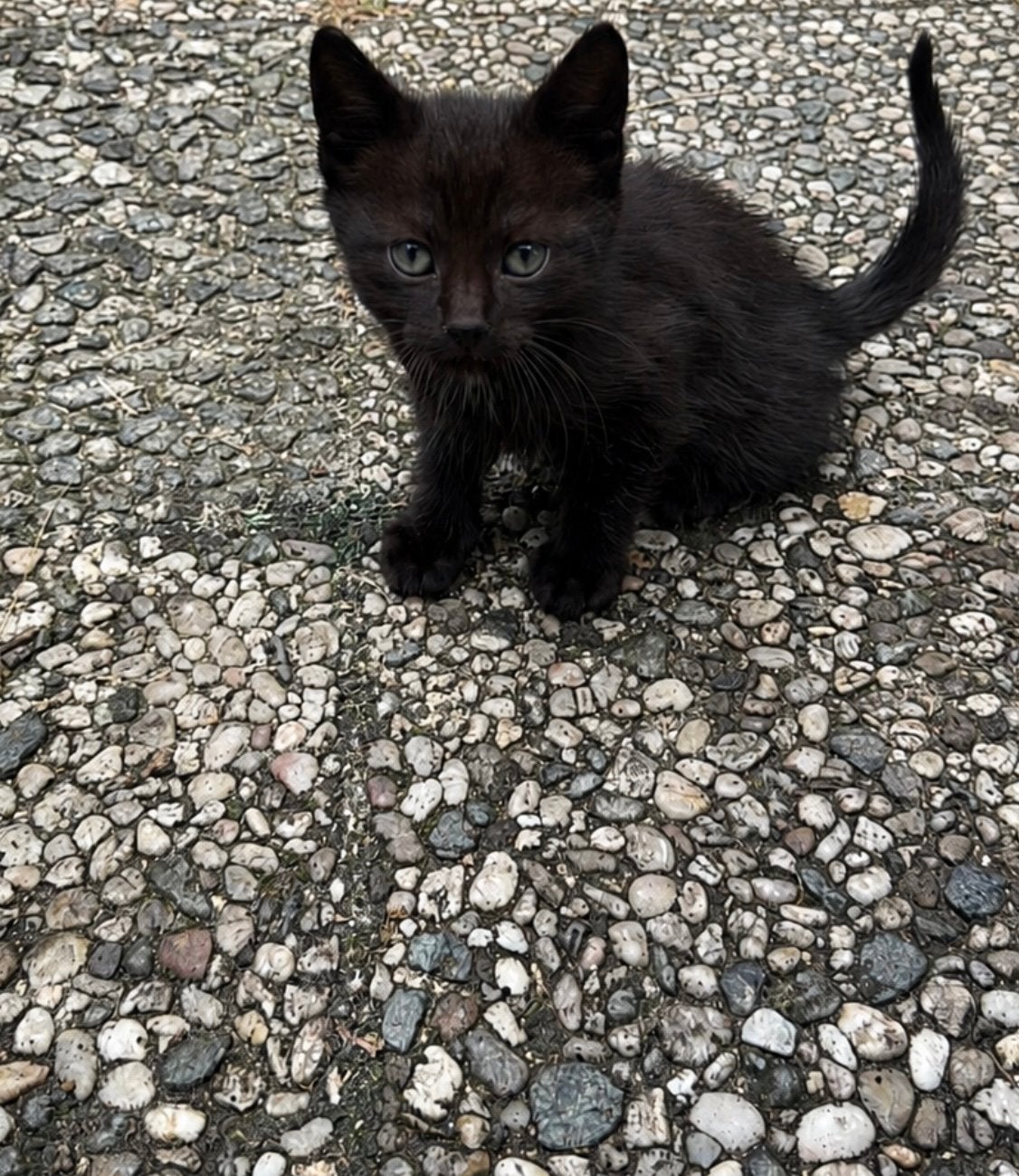 Gratis afhalen kitten 2 maanden oud, Dieren en Toebehoren, Meerdere dieren
