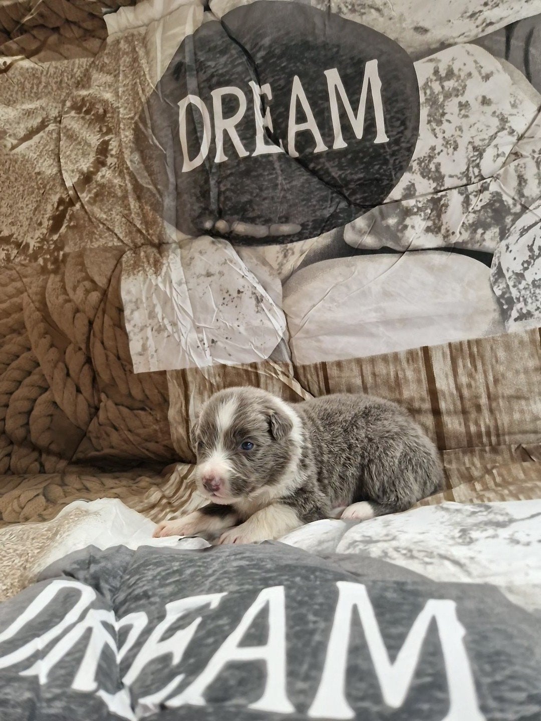 Blauwe border collie pups, Dieren en Toebehoren, Honden | Herdershonden en Veedrijvers, Parvo, België, Fokker | Hobbymatig, 8 tot 15 weken