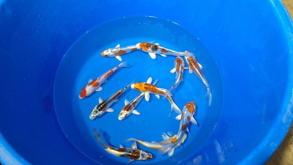 Hq Doitsu metallic mix van fukasawa 15-18cm, Karper of Koi
