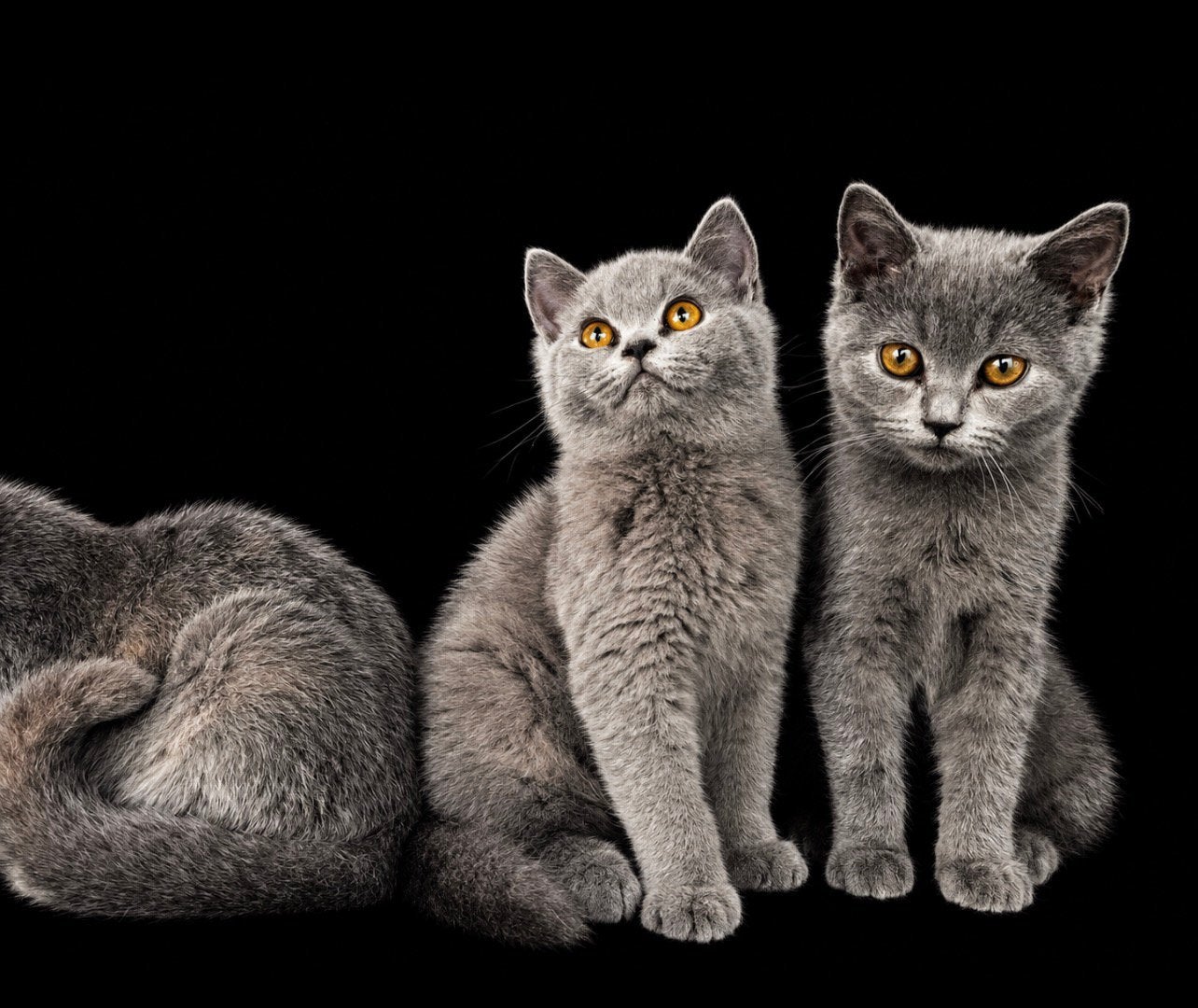 6 prachtige Britse Korthaar kitten, Dieren en Toebehoren, Meerdere dieren, Met stamboom