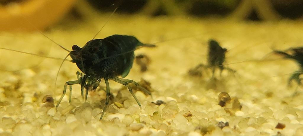 Neocaridina davidi var. "Blue Velvet", Kreeft, Krab of Garnaal, Zoetwatervis, Schoolvis