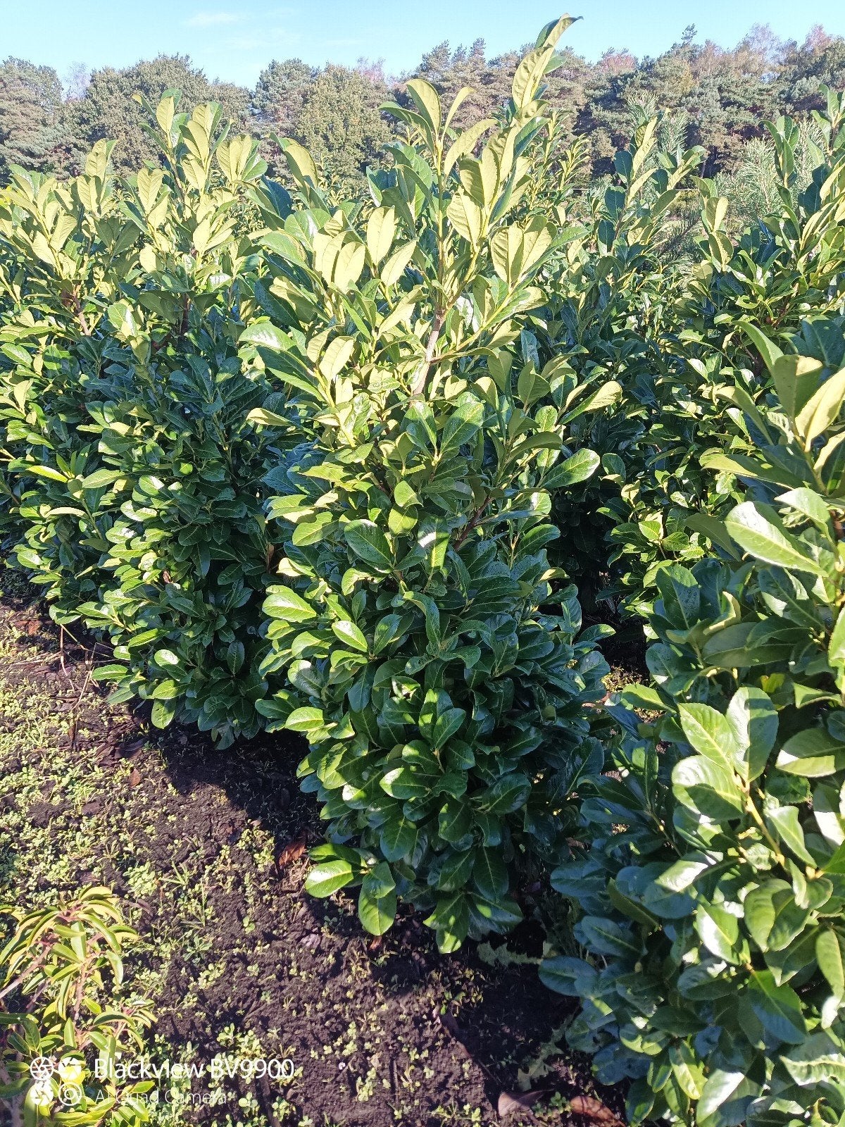 laurier struiken Prunus Rotundifolia +-160cm haag planten