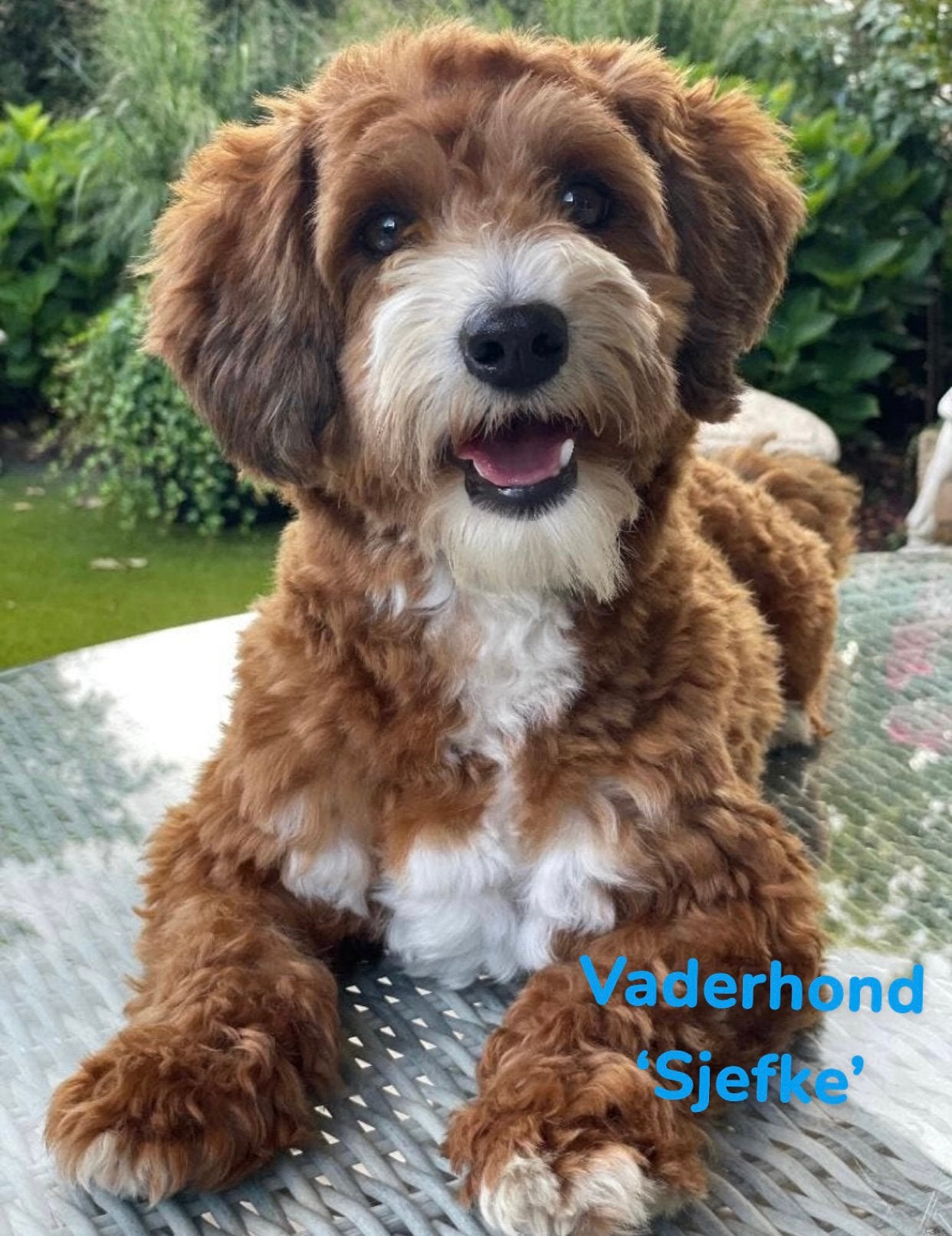 Maltipoo pup teefje, Parvo, Overige rassen, 8 tot 15 weken, Teef