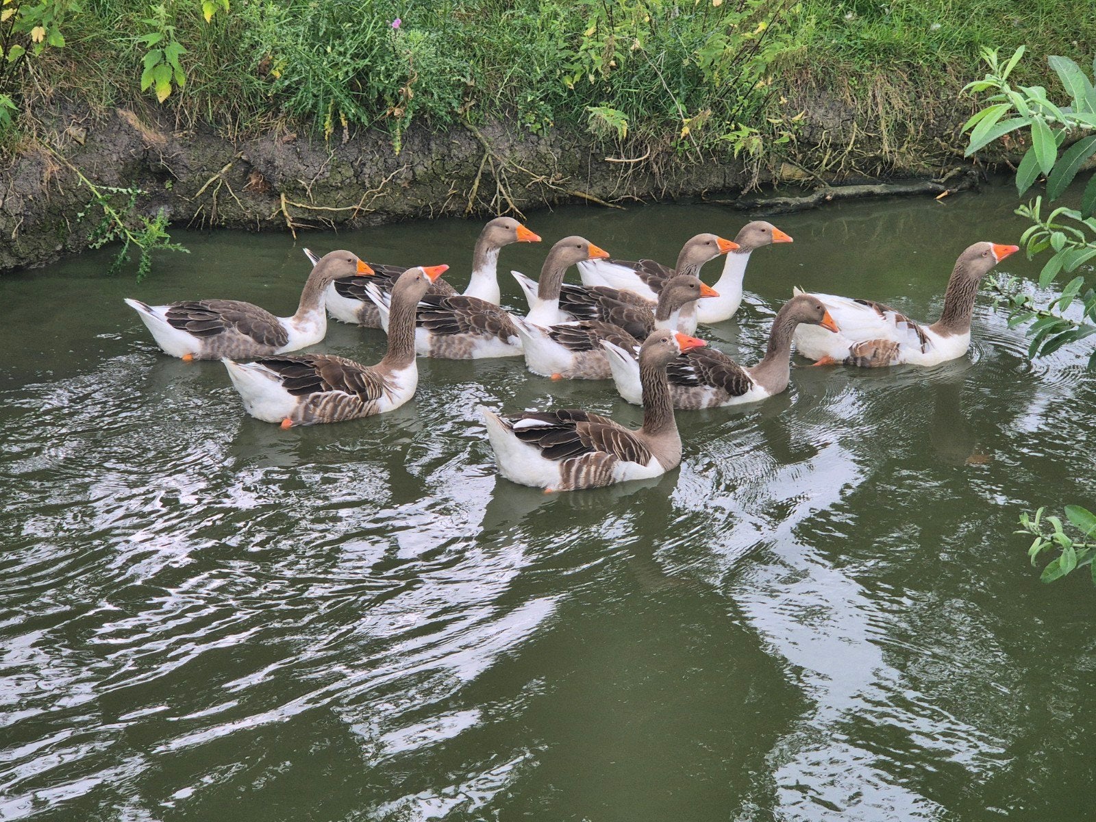 Trio Twentse landganzen, Dieren en Toebehoren, Pluimvee, Meerdere dieren, Gans of Zwaan