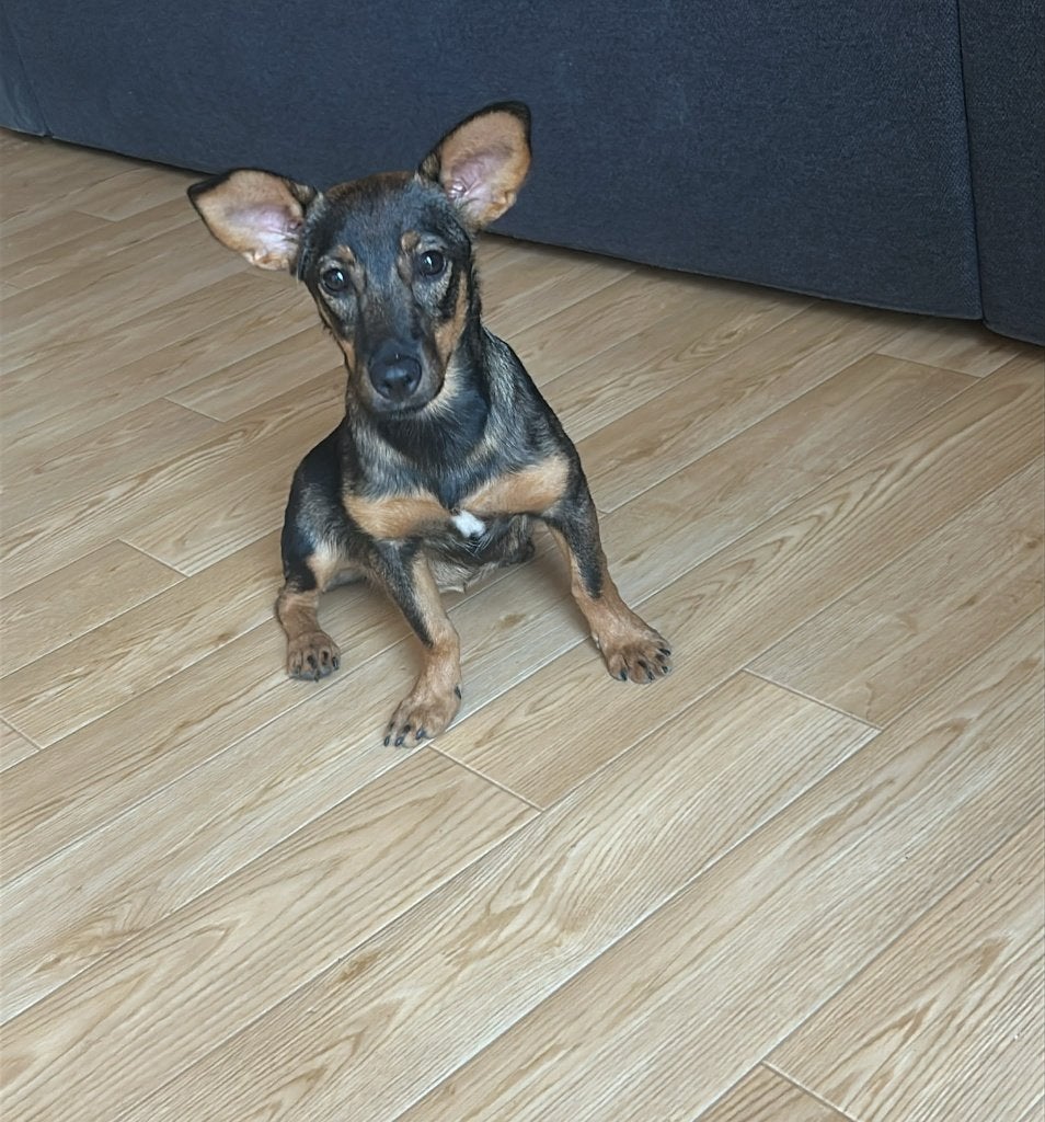 Pupje Tammy zoekt baasje., Dieren en Toebehoren, Honden | Niet-rashonden, Particulier, 15 weken tot 1 jaar, Buitenland, Teef