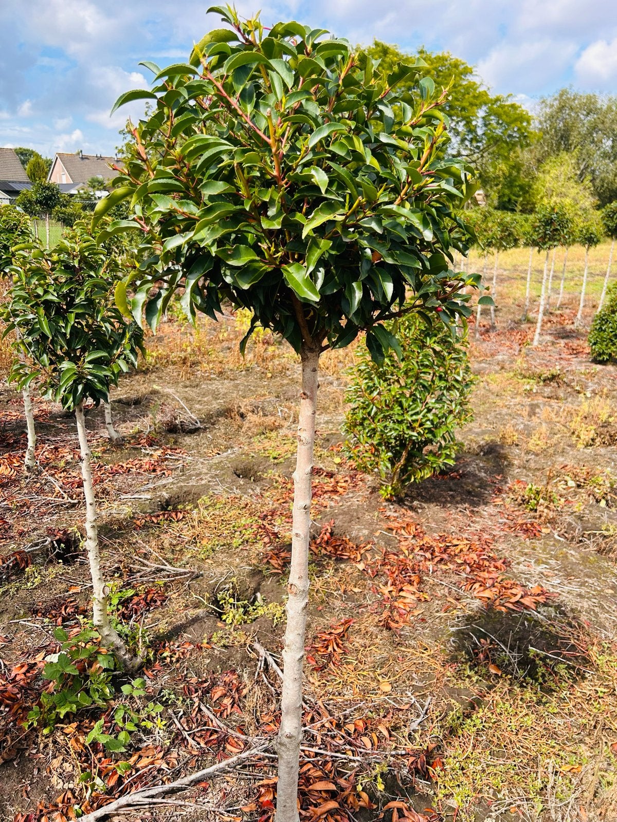 Prunus lusitanica op stam, Bloeit niet, Ophalen of Verzenden, 100 tot 250 cm, Volle zon