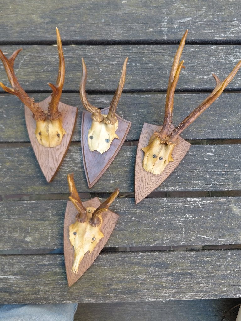 4x gewei ree en een ...., Verzamelen, Dierenverzamelingen, Ophalen of Verzenden, Zo goed als nieuw, Hert, Gewei of Kop