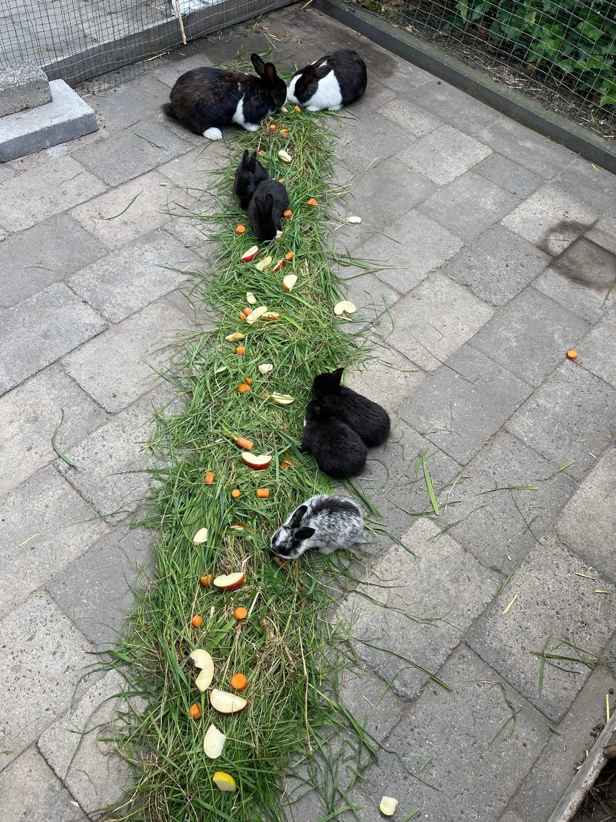 Jonge konijntjes, Dieren en Toebehoren, Meerdere dieren, 0 tot 2 jaar