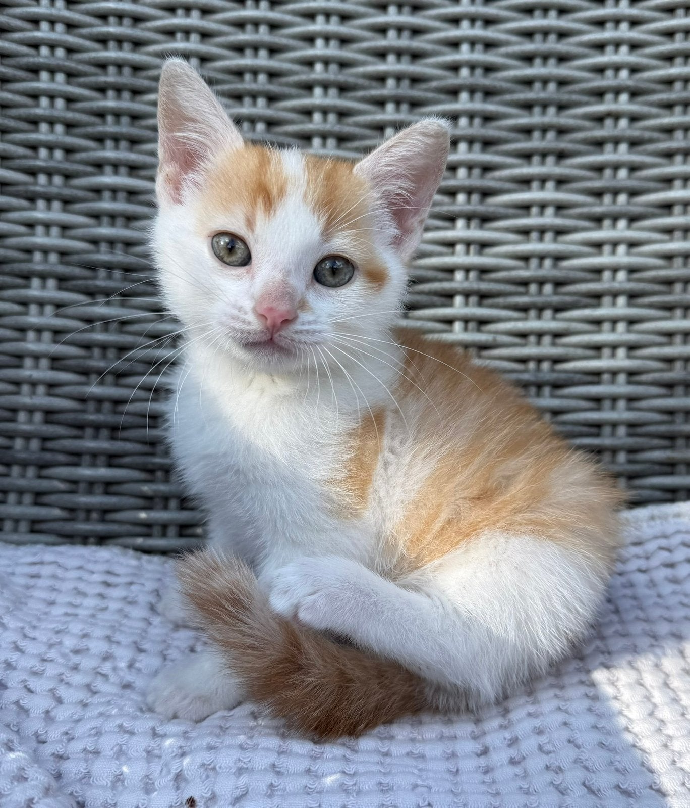 Schattige huiselijke kittens, Meerdere dieren, Kortharig, 0 tot 2 jaar