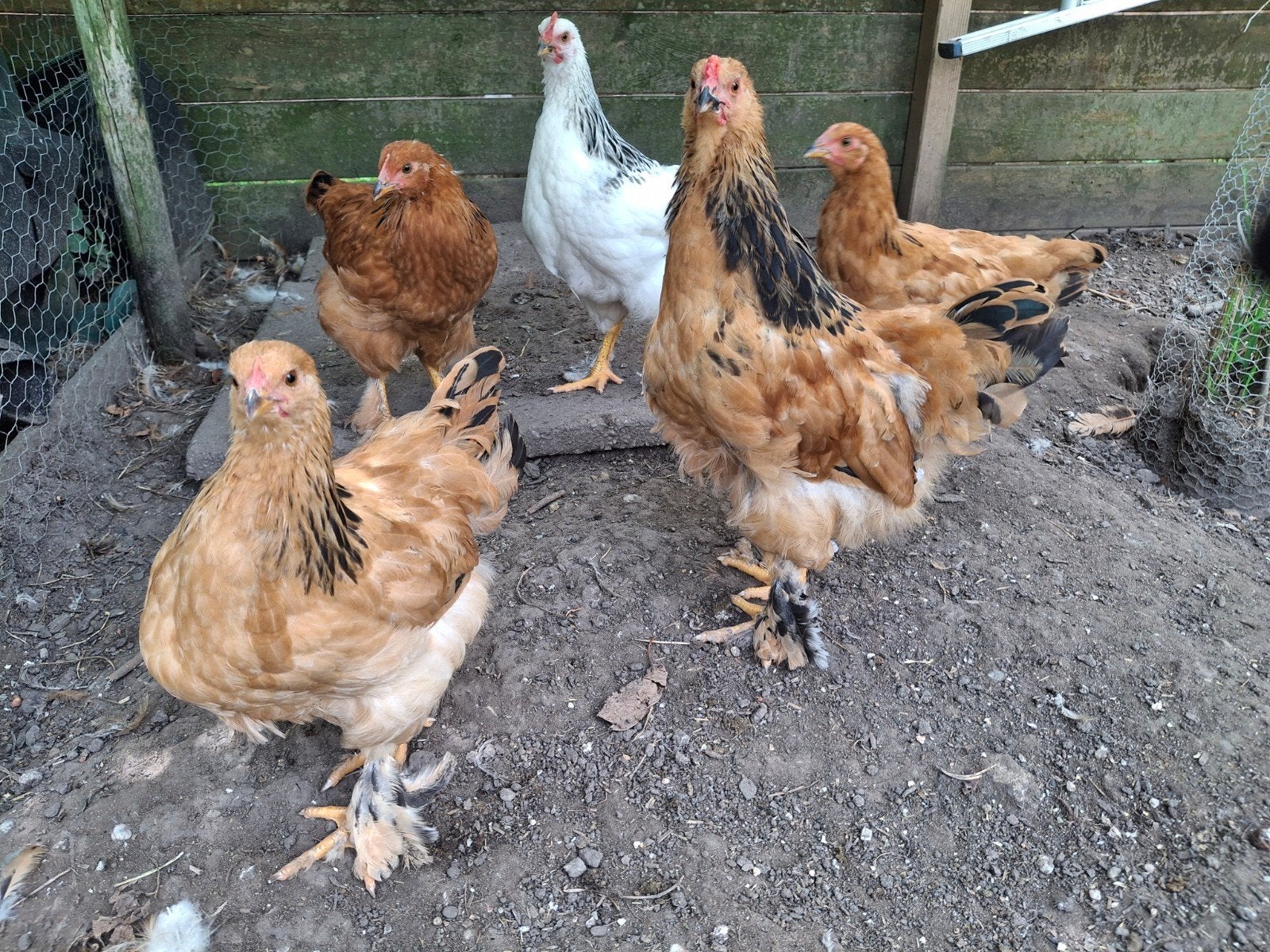 2 Hanen, Dieren en Toebehoren, Pluimvee, Mannelijk, Kip
