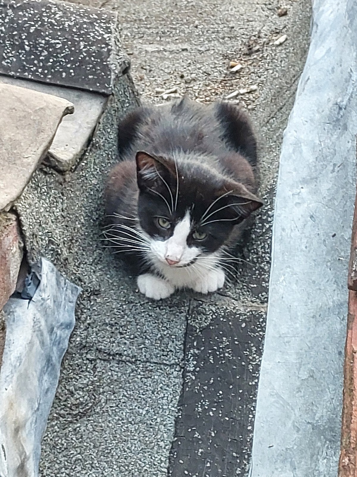 Kittens (katers), Dieren en Toebehoren, Katten en Kittens | Overige Katten, Meerdere dieren, Kortharig, 0 tot 2 jaar