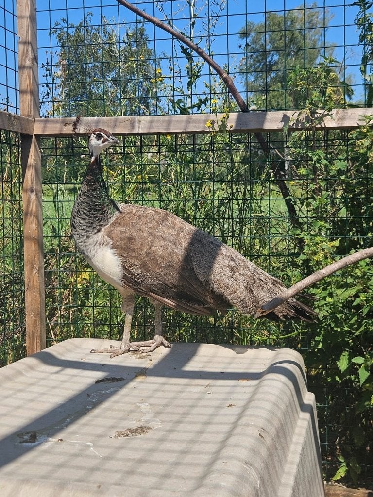 Lido zoekt een huisje! (Pauw), Dieren en Toebehoren, Vrouwelijk, Overige soorten