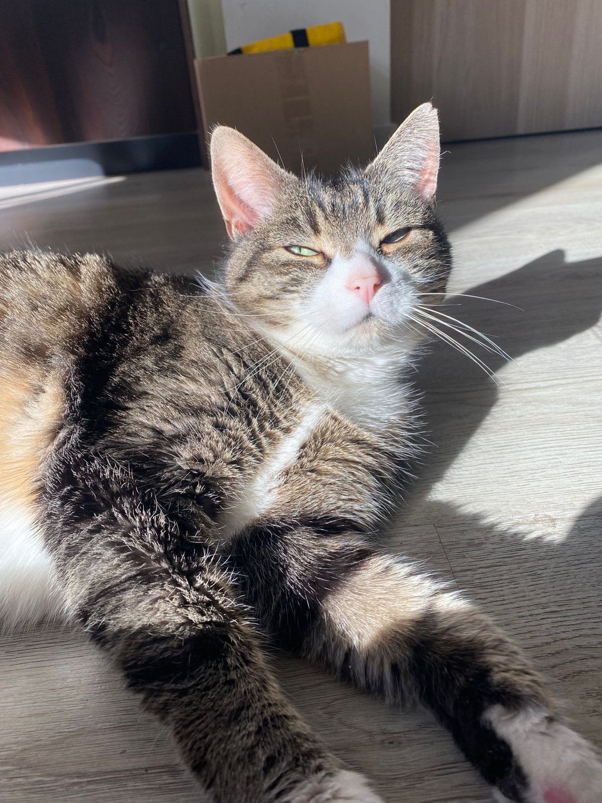 Liefdevol thuis gezocht voor onze lieve kater ️, Dieren en Toebehoren, Katten en Kittens | Overige Katten, Kater, Kortharig, 6 jaar of ouder