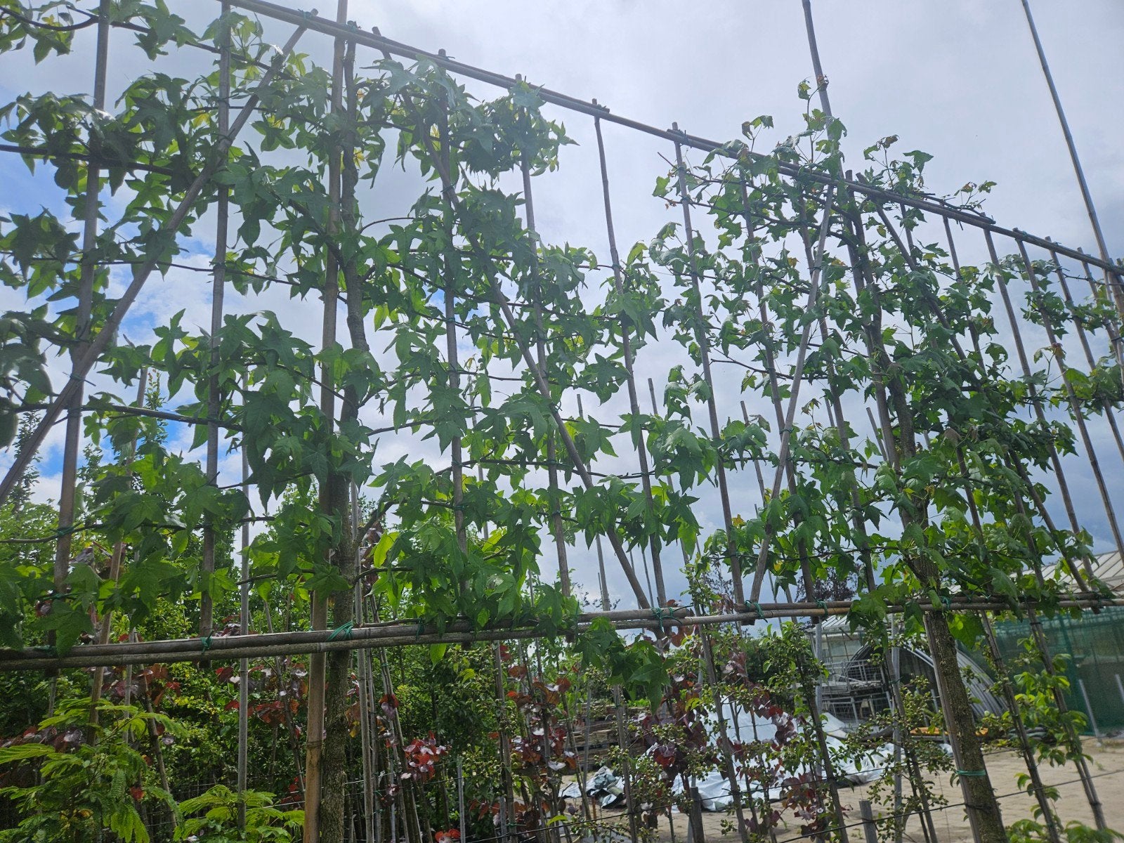 Lei- liquidambar te koop!(amberboom), Herfst, Leiboom, Halfschaduw, 250 tot 400 cm