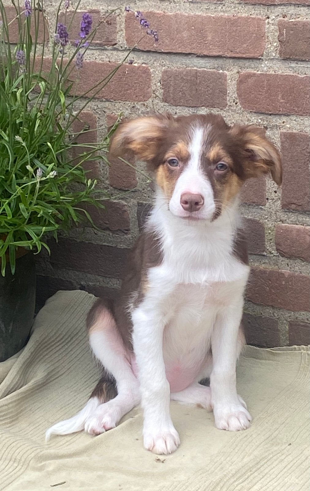 Hele vrolijke BORDER COLLIE x FRIESE STABIJ pups - teefjes, Parvo, Nederland, 8 tot 15 weken, Teef