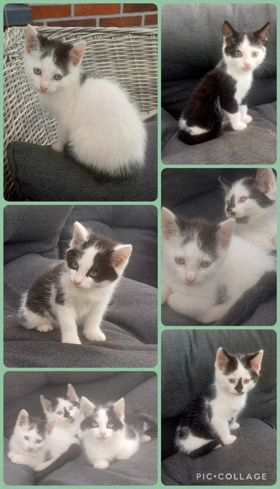 Boerderij kittens, Meerdere dieren, Ontwormd, 0 tot 2 jaar