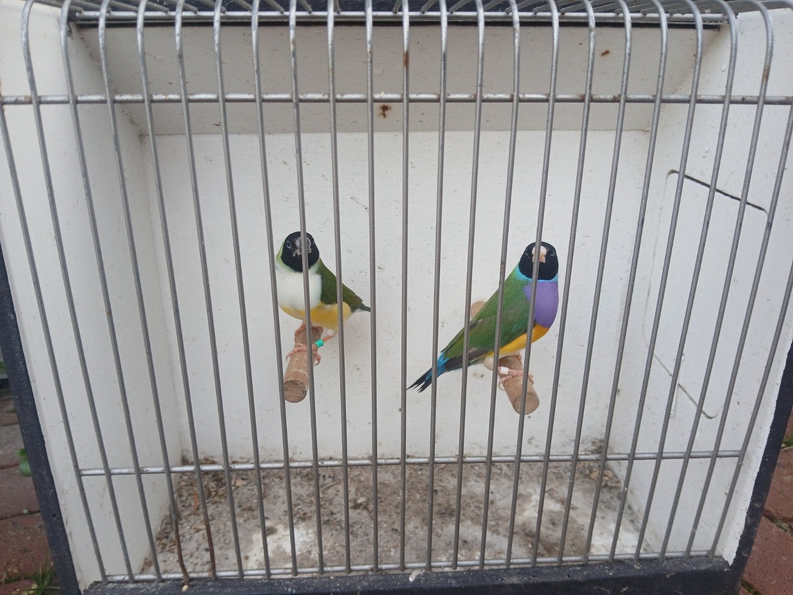 2 koppels Zwartkop wildkleur man x zwartkop witborst pop, Dieren en Toebehoren, Meerdere dieren
