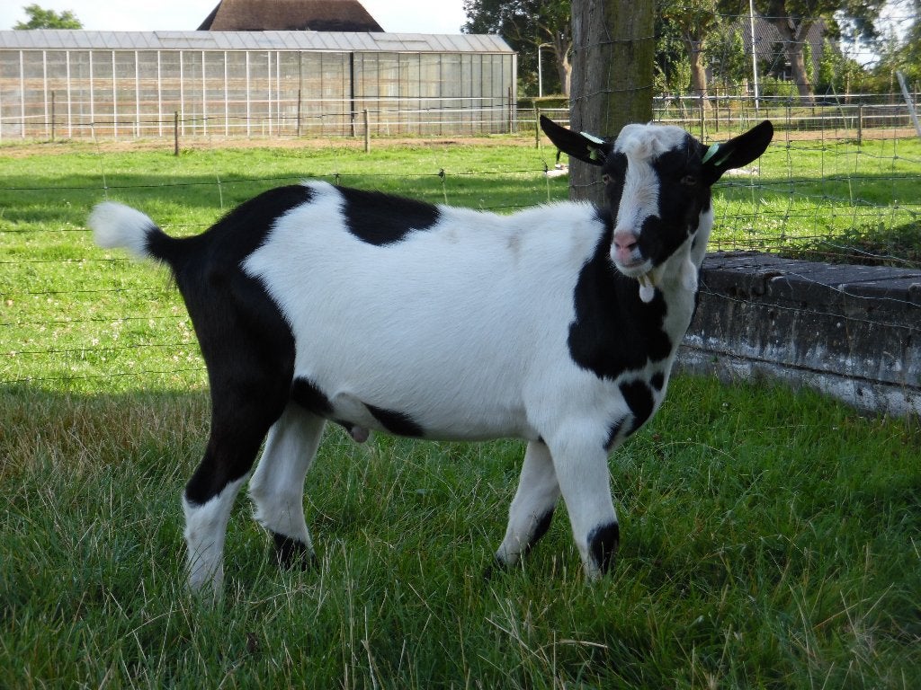 Te koop goed ontwikkelde zwartbonte dekbok, bonte bok, Dieren en Toebehoren, Schapen, Geiten en Varkens, Mannelijk, Geit