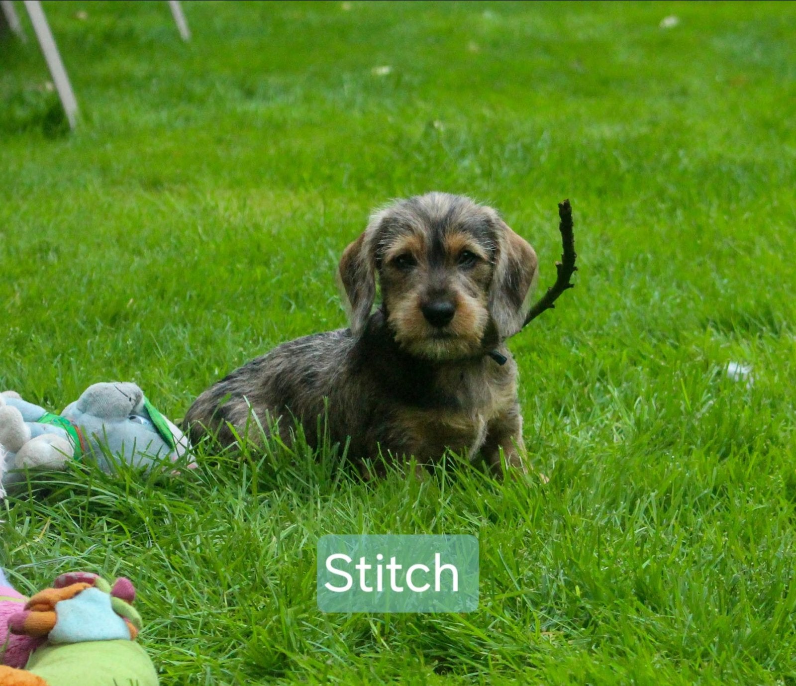 Leukste teckelpups zoeken een gouden mandje., Dieren en Toebehoren, Standaard, CDV (hondenziekte), 8 tot 15 weken, Meerdere