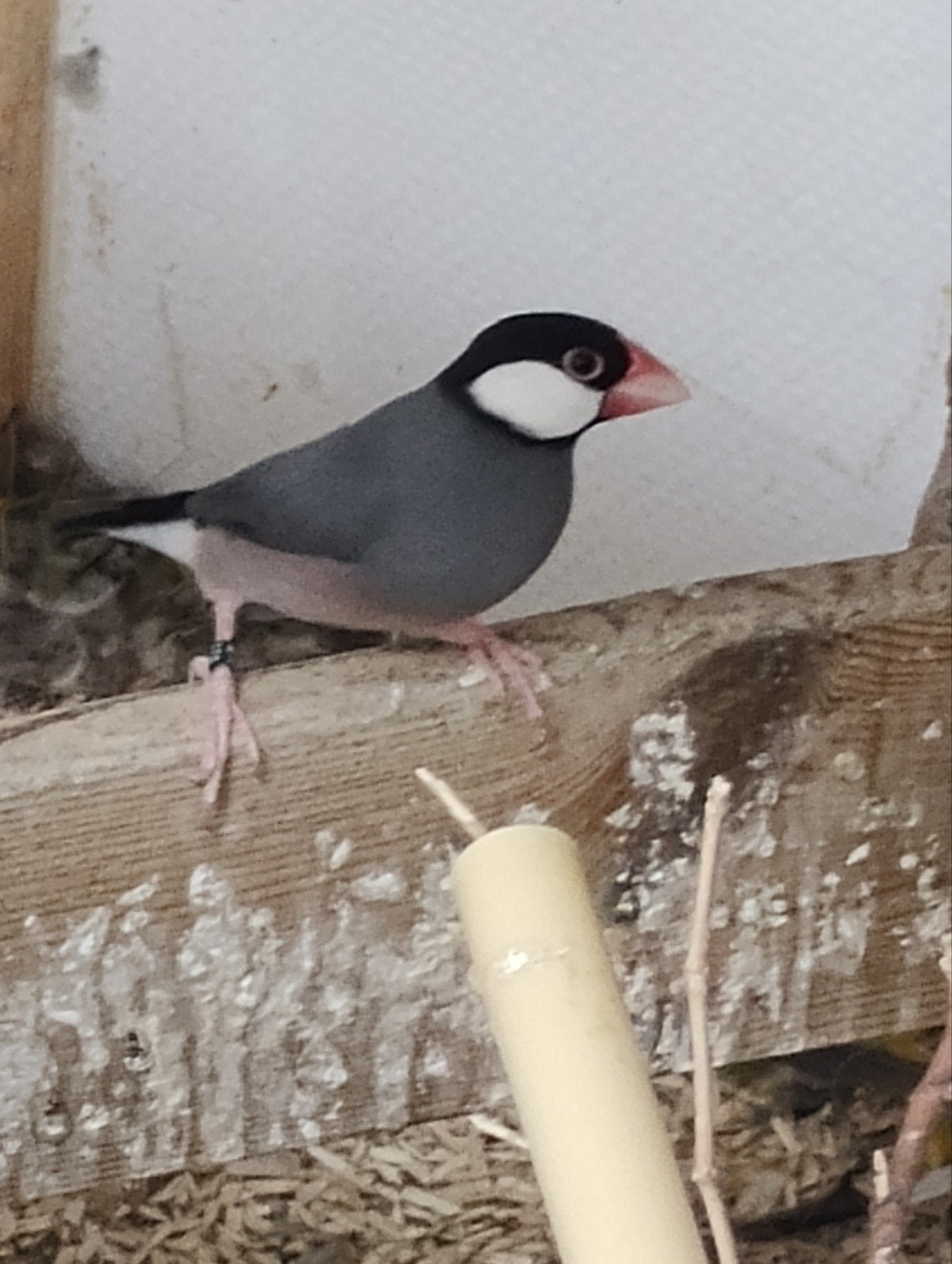 rijstvogel, Dieren en Toebehoren, Vogels | Overige Vogels, Vrouwelijk, Tropenvogel, Geringd