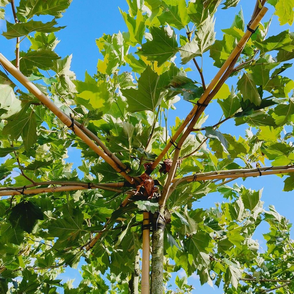 Dakbomen | Parasol boom | Dakplataan | Dakmoerbei, In pot, Halfschaduw, Ophalen of Verzenden, Dakboom