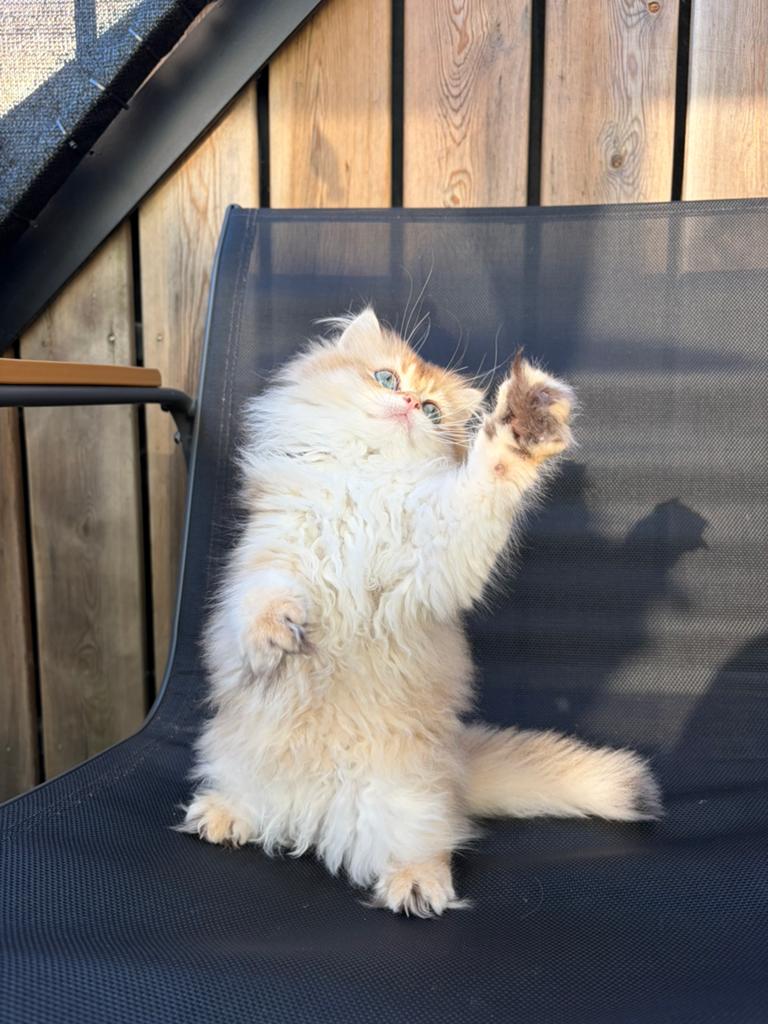 Britse langhaar Kittens golden, Meerdere dieren
