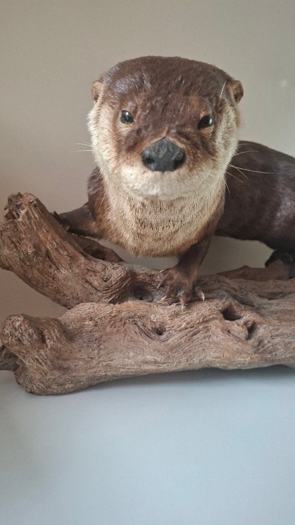 opgezette otter Noord Amerikaanse rivierotter zeer uniek, Verzamelen, Ophalen, Gebruikt, Wild dier, Opgezet dier